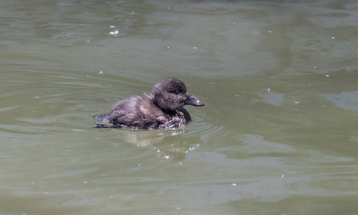 Andean Duck - ML642744631