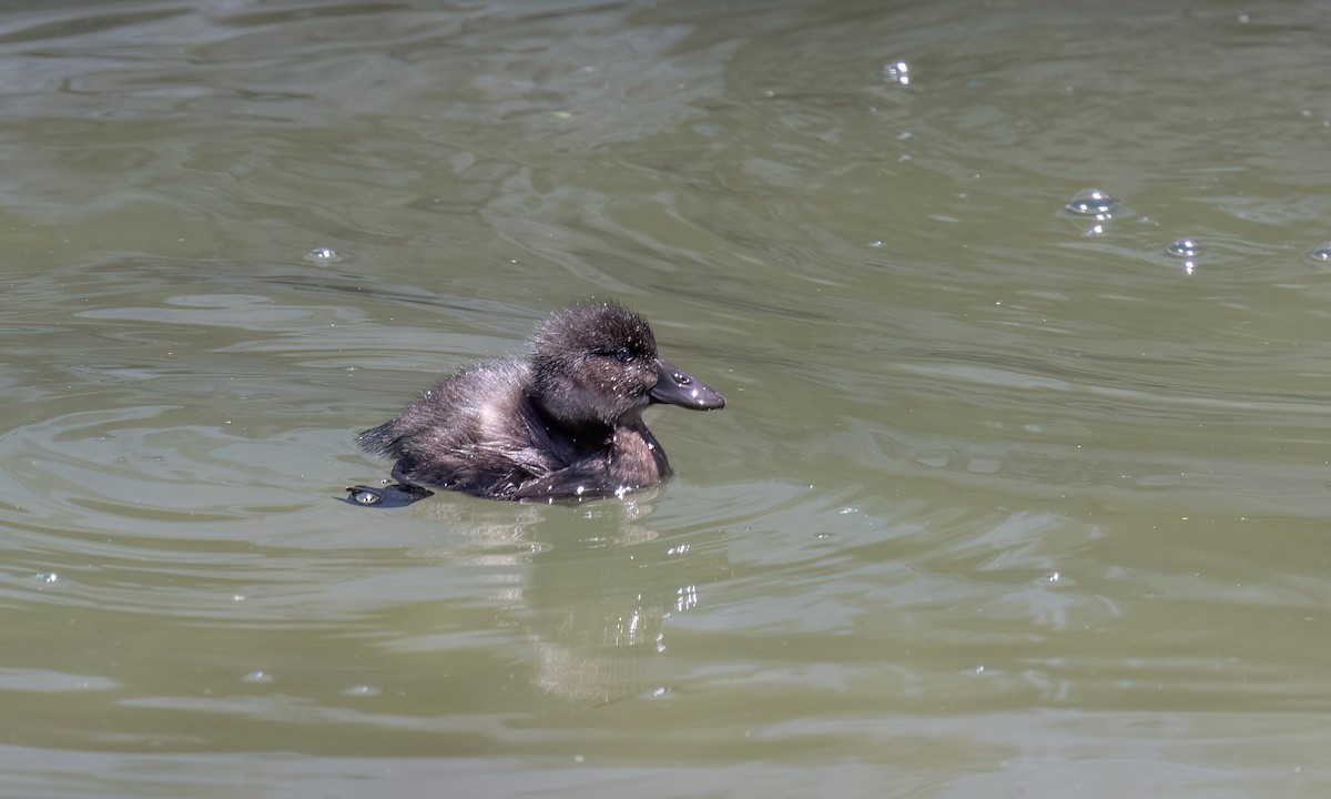 Andean Duck - ML642744632