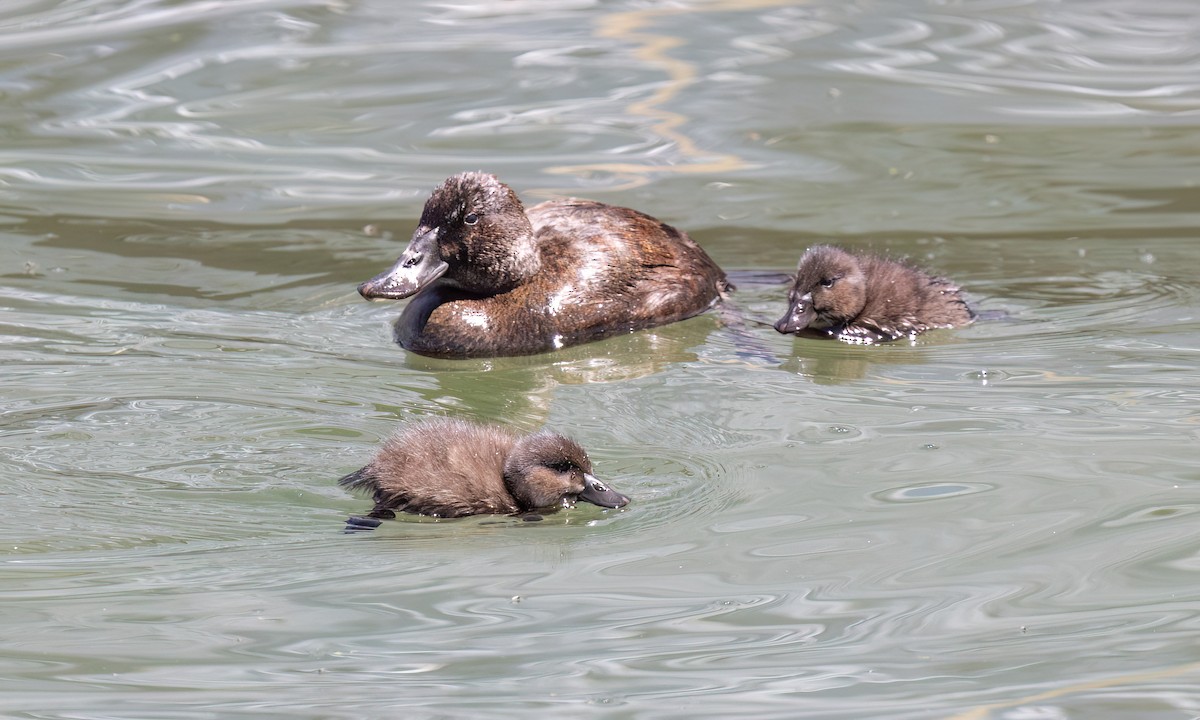 Andean Duck - ML642744634