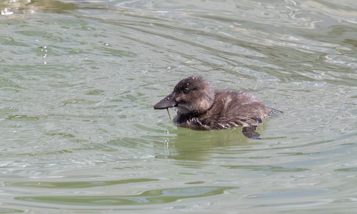 Andean Duck - ML642744636