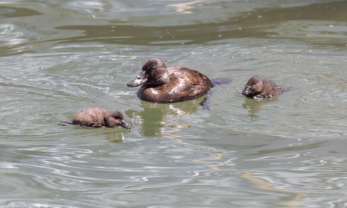 Andean Duck - ML642744637