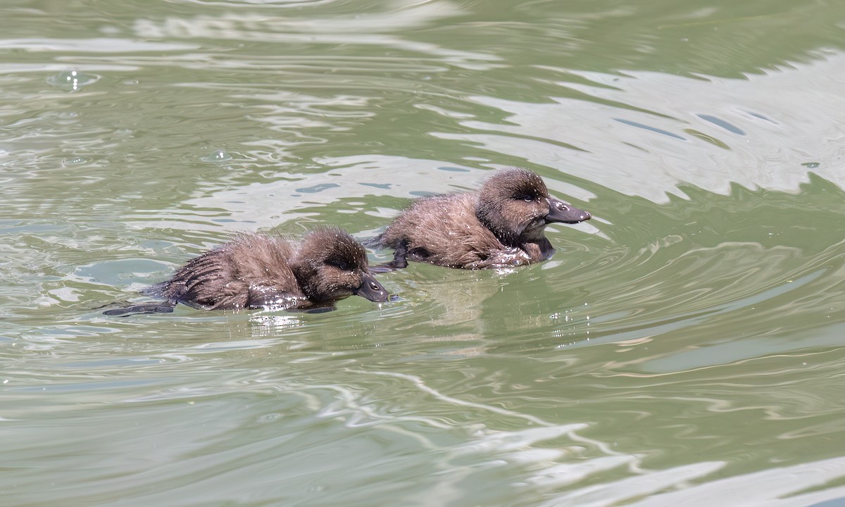 Andean Duck - ML642744638