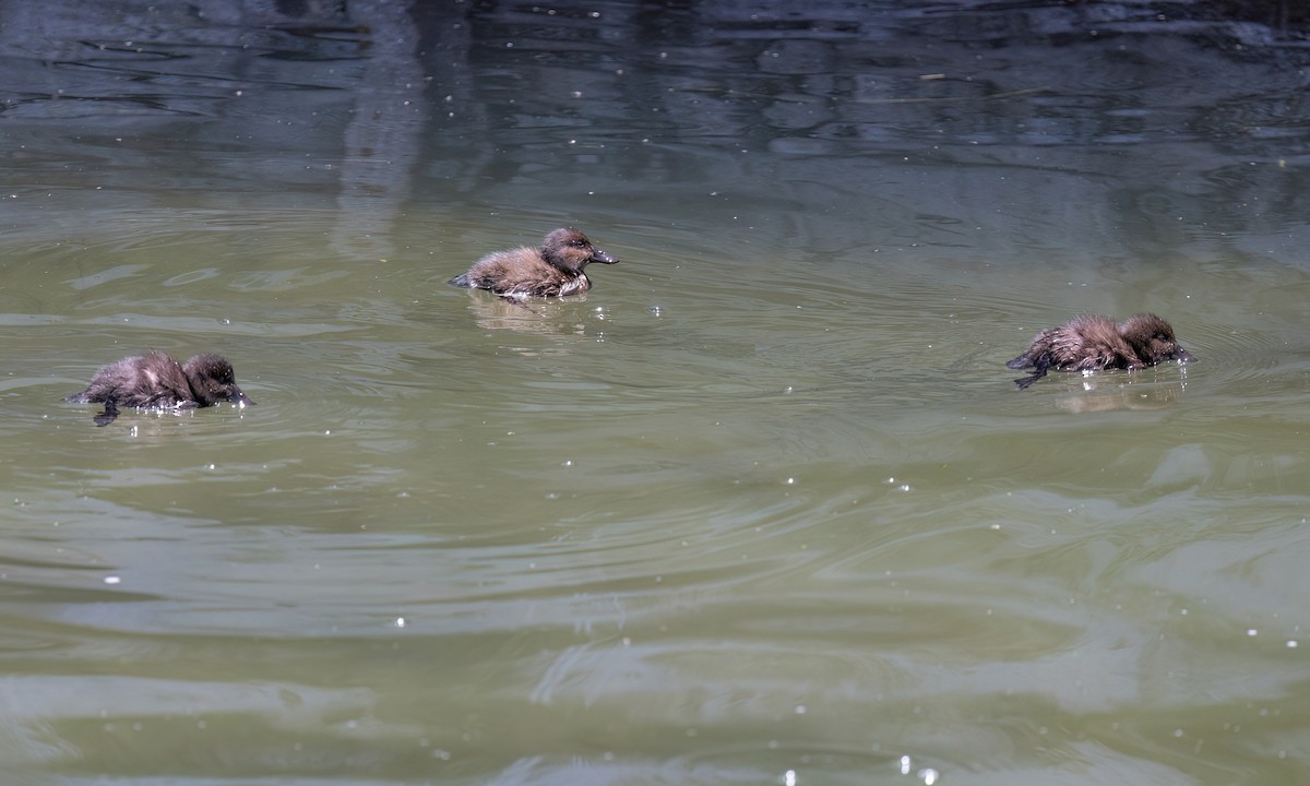 Andean Duck - ML642744639