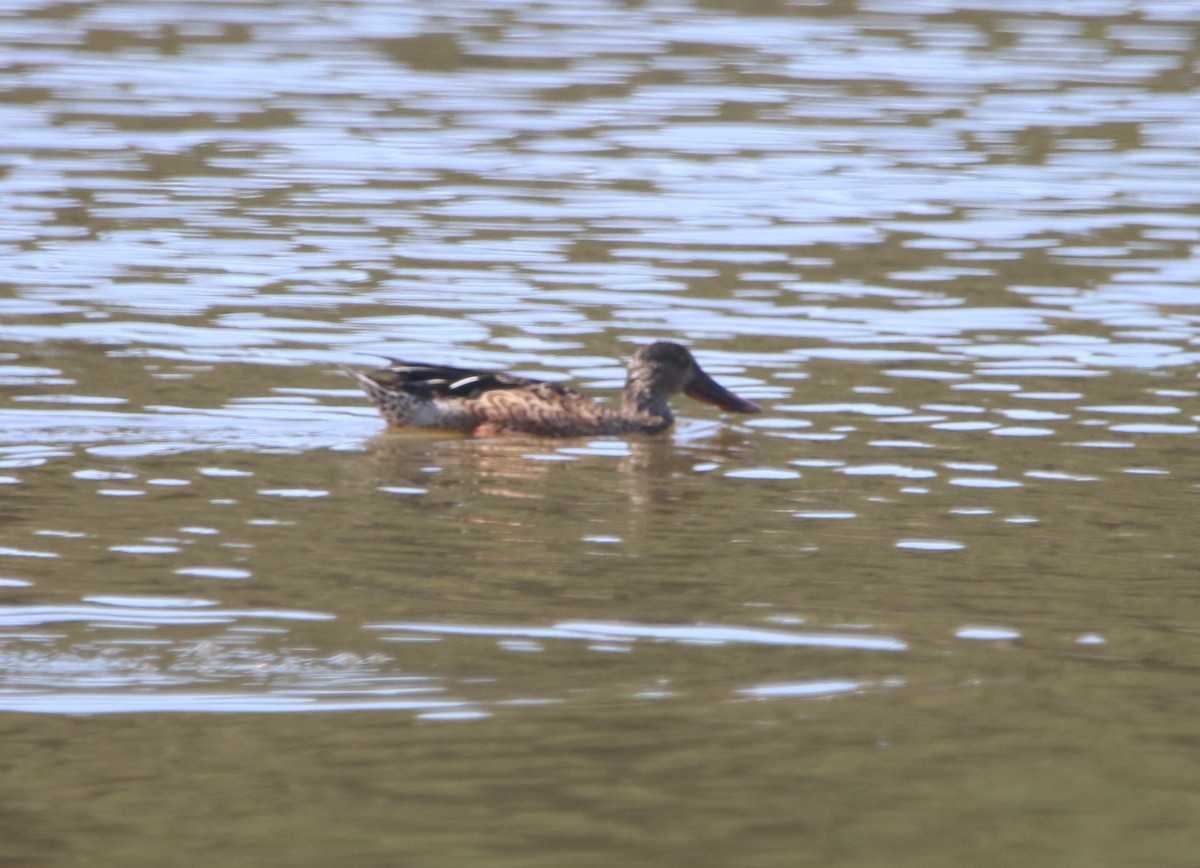 Northern Shoveler - ML642744645
