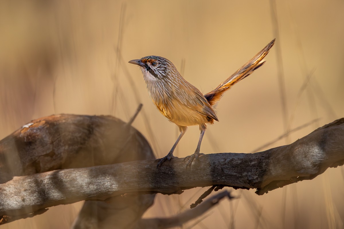 Pilbara Grasswren - ML642744646
