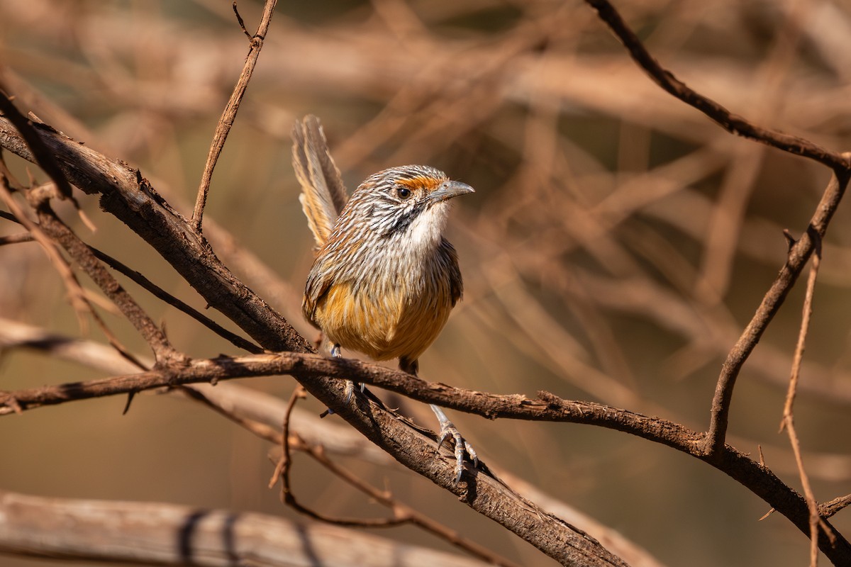 Pilbara Grasswren - ML642744647