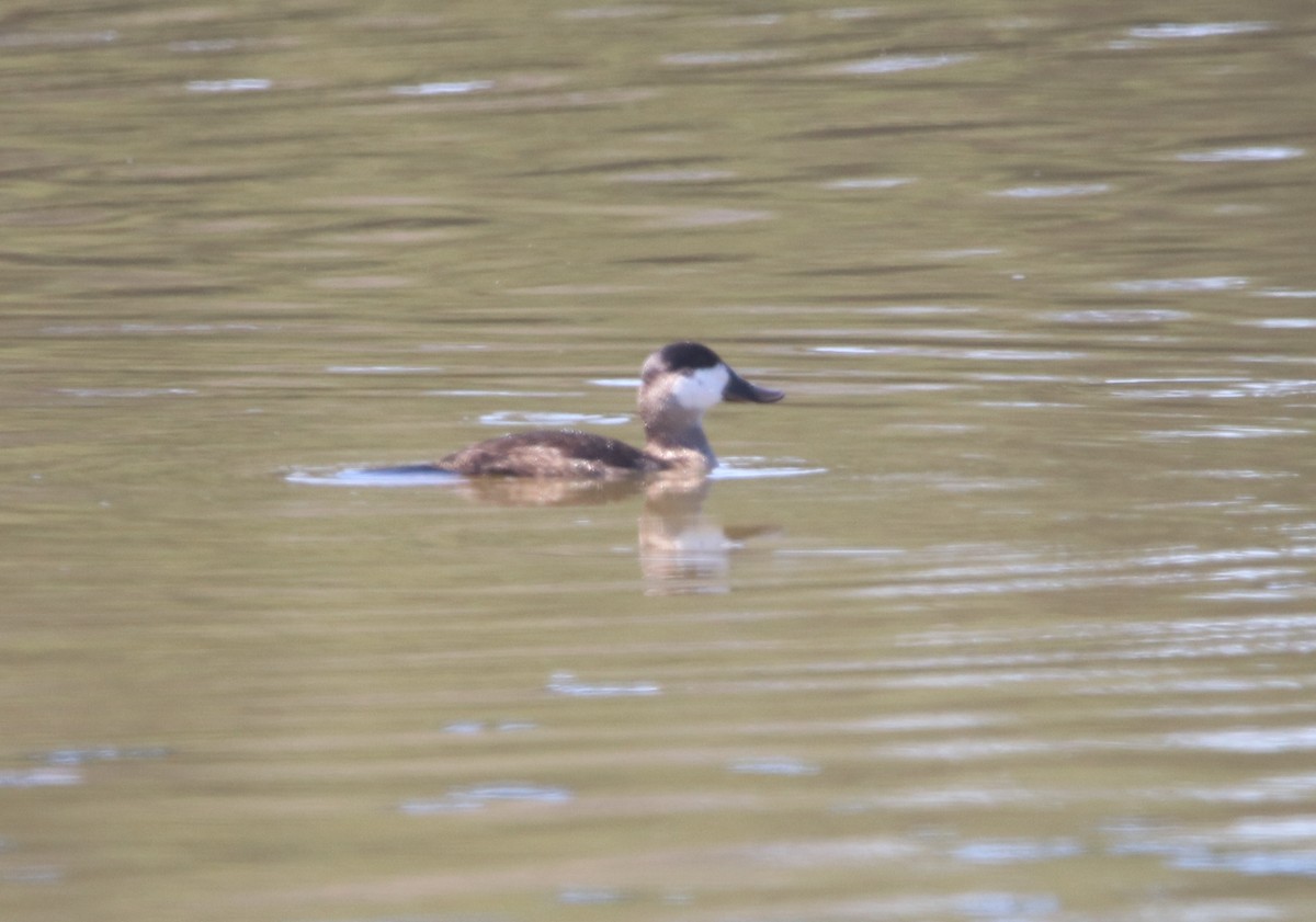 Ruddy Duck - ML642744650