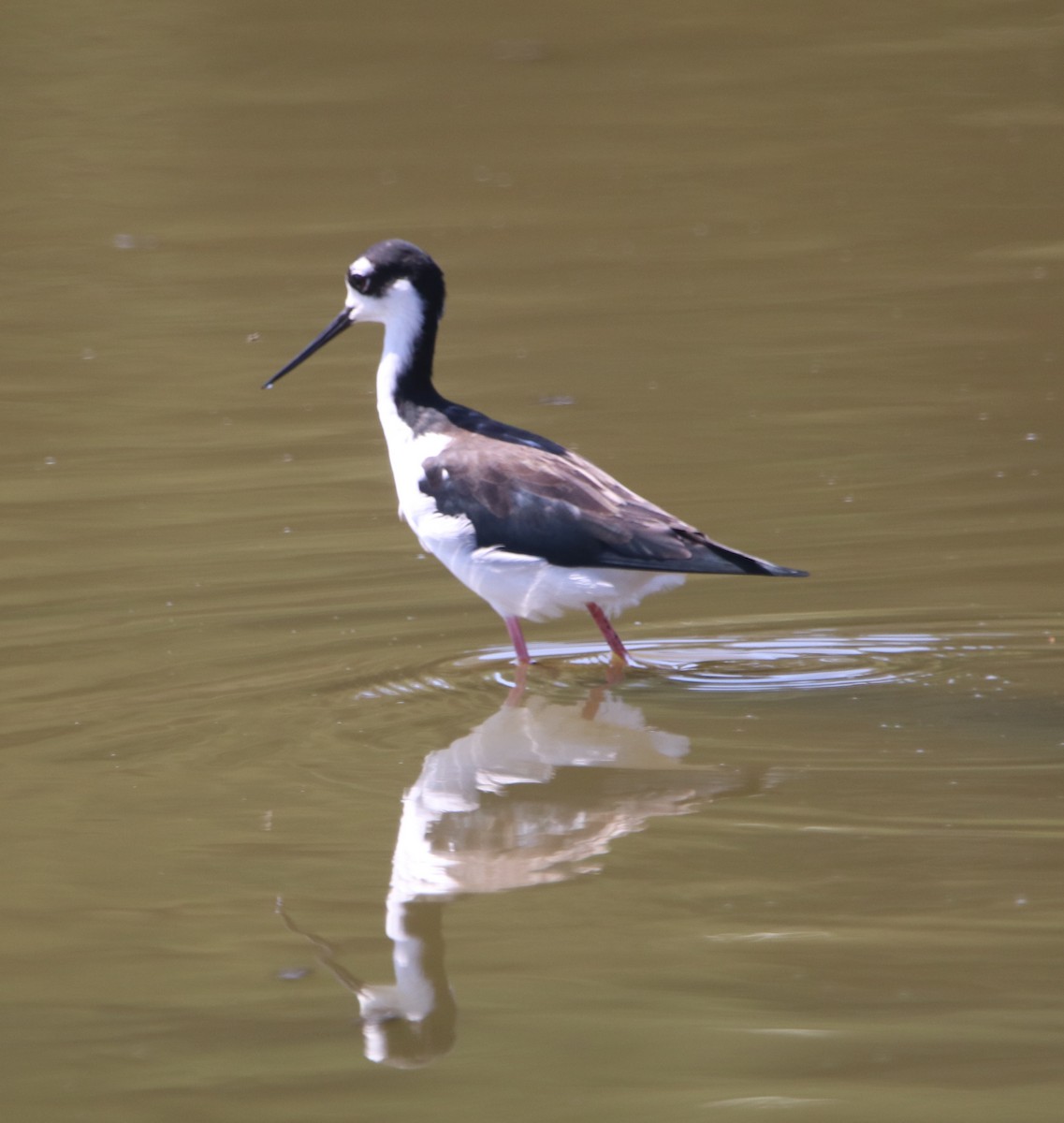 Black-necked Stilt - ML642744652