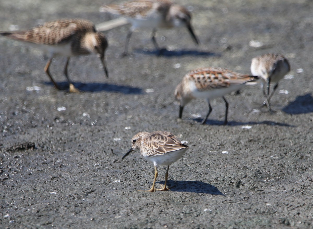 Least Sandpiper - ML642744656