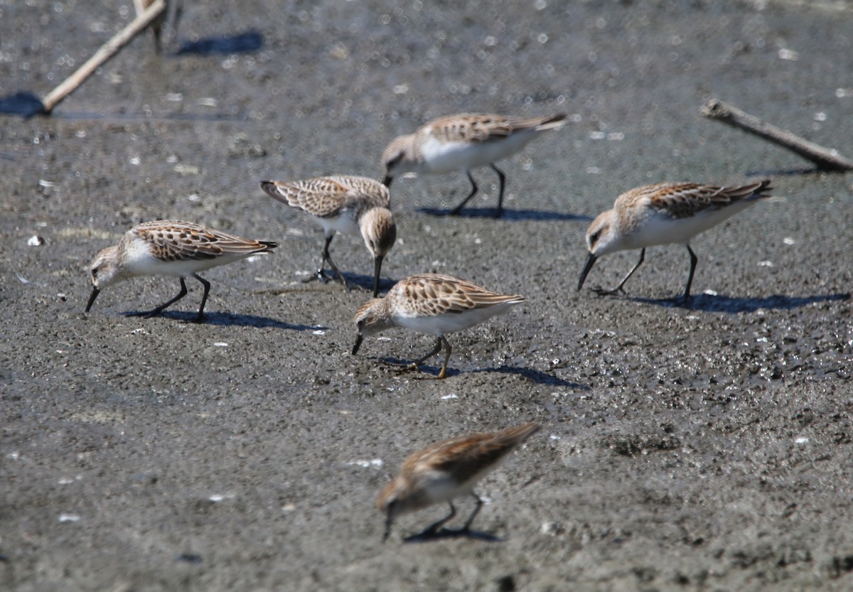 Least Sandpiper - ML642744657