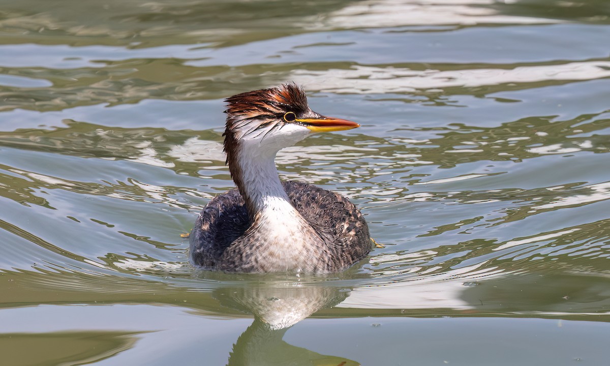 Titicaca Grebe - ML642744659