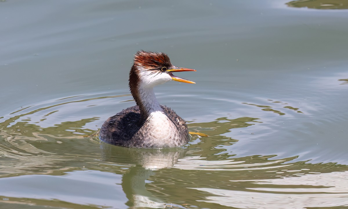 Titicaca Grebe - ML642744661