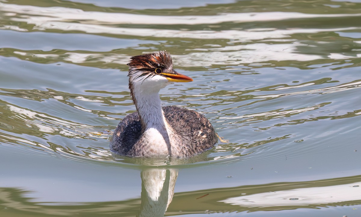 Titicaca Grebe - ML642744662