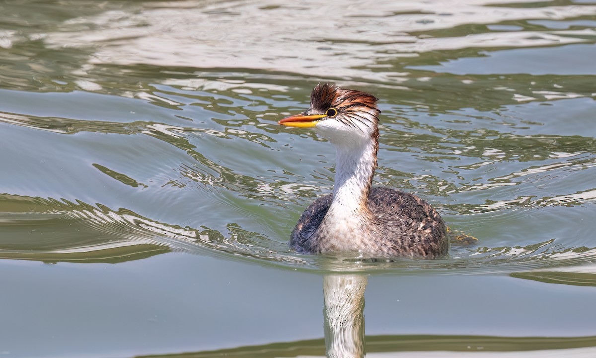 Titicaca Grebe - ML642744663