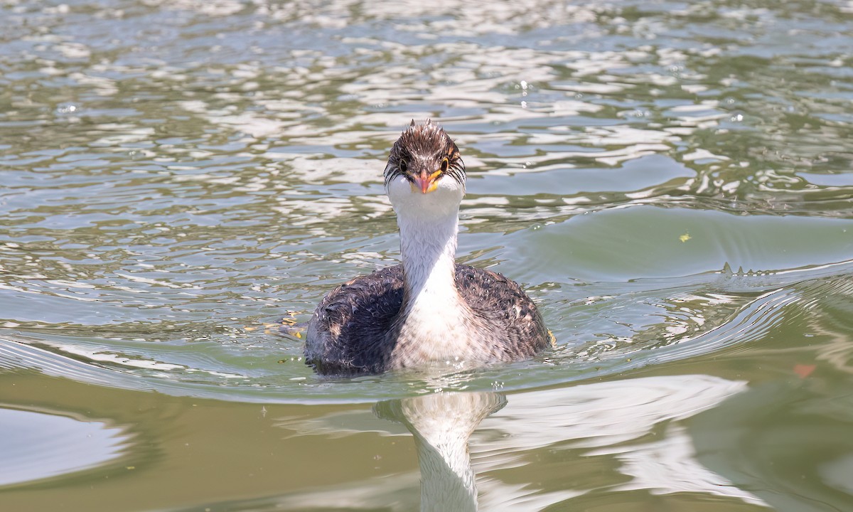 Titicaca Grebe - ML642744664