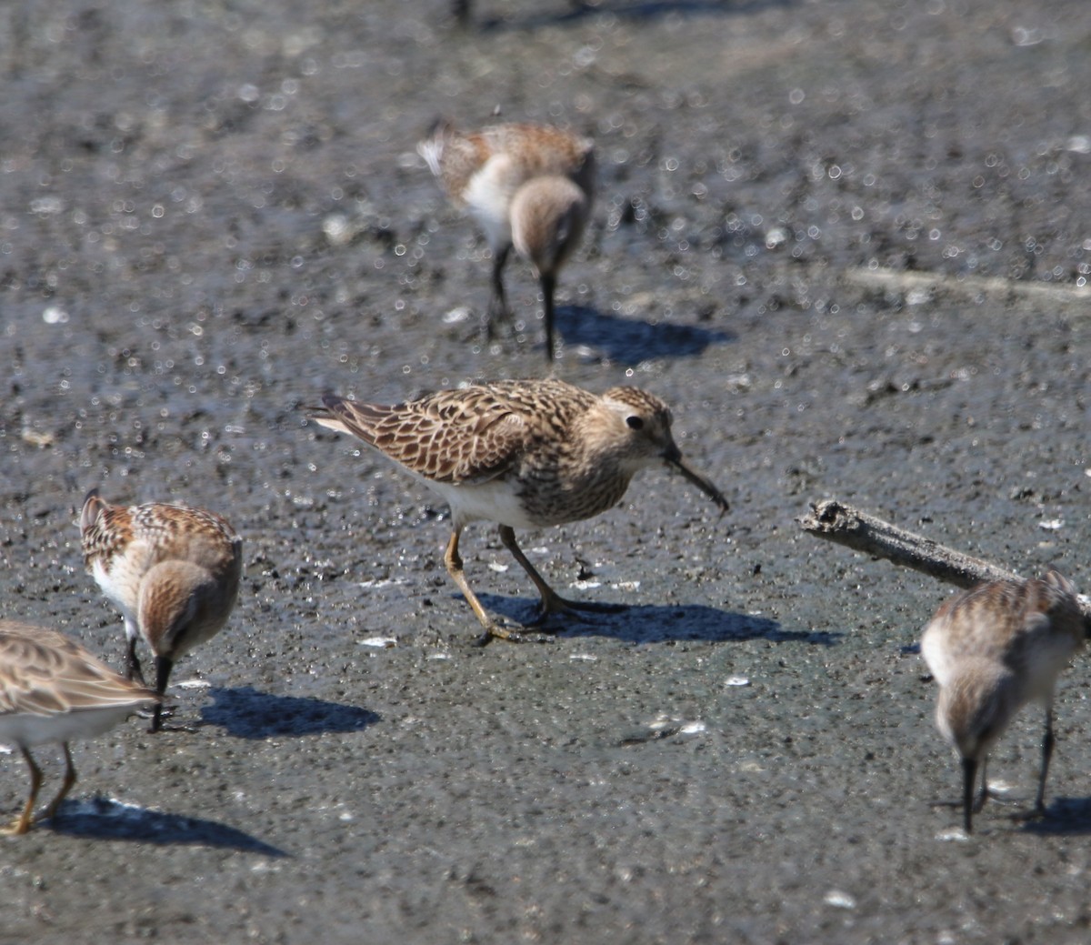 Pectoral Sandpiper - ML642744669