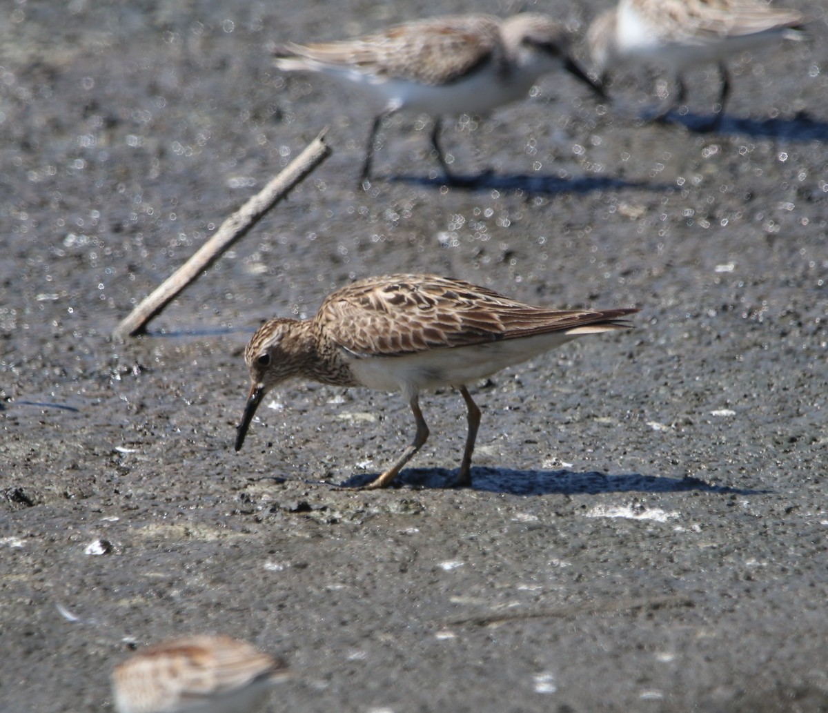Pectoral Sandpiper - ML642744670