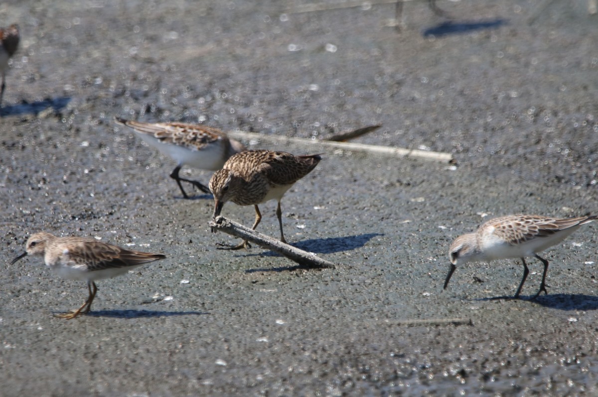 Pectoral Sandpiper - ML642744671