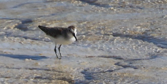 Western/Semipalmated Sandpiper - ML642744672