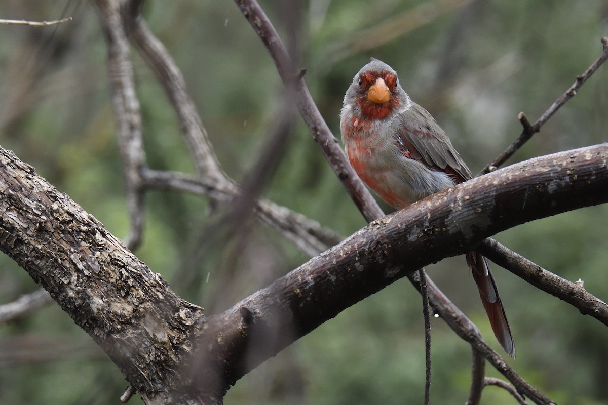 ムネアカコウカンチョウ - ML642744675