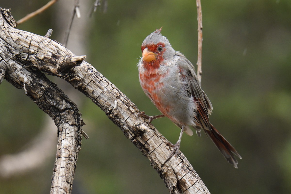 ムネアカコウカンチョウ - ML642744678