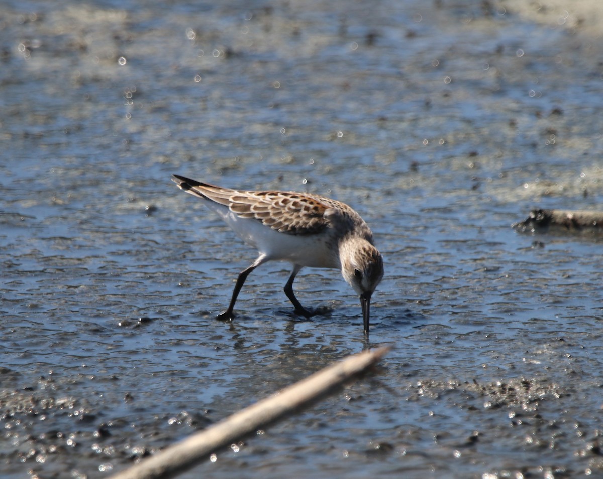 Western Sandpiper - ML642744680