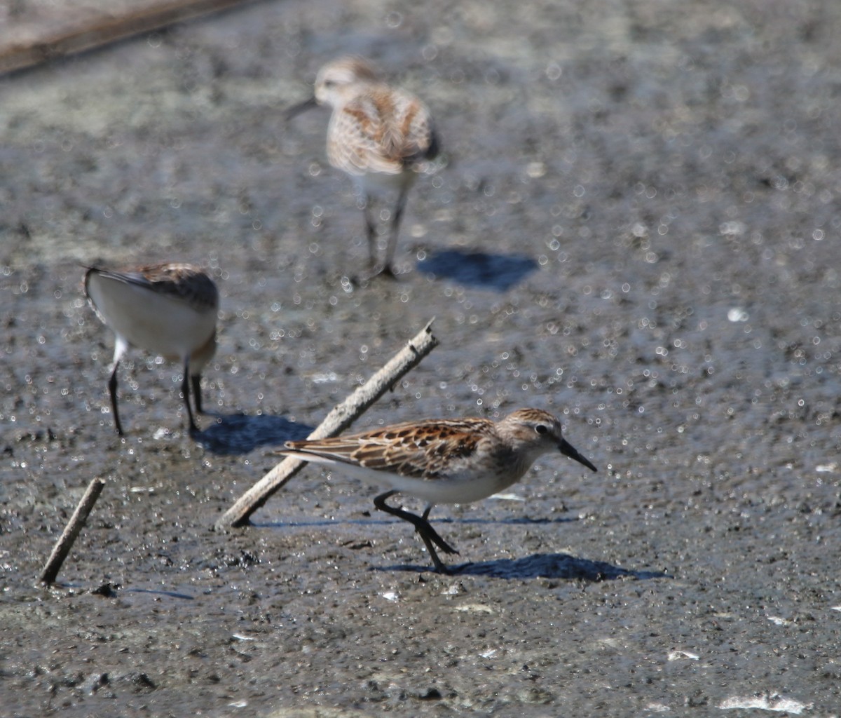 Western Sandpiper - ML642744681