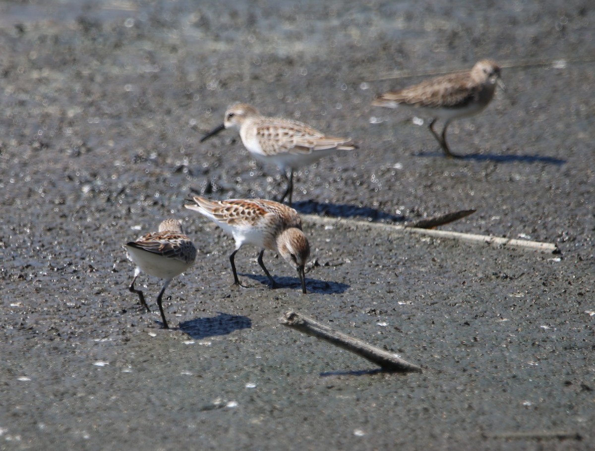 Western Sandpiper - ML642744682