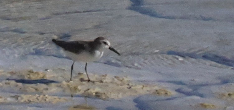 Say's Phoebe - ML642744686