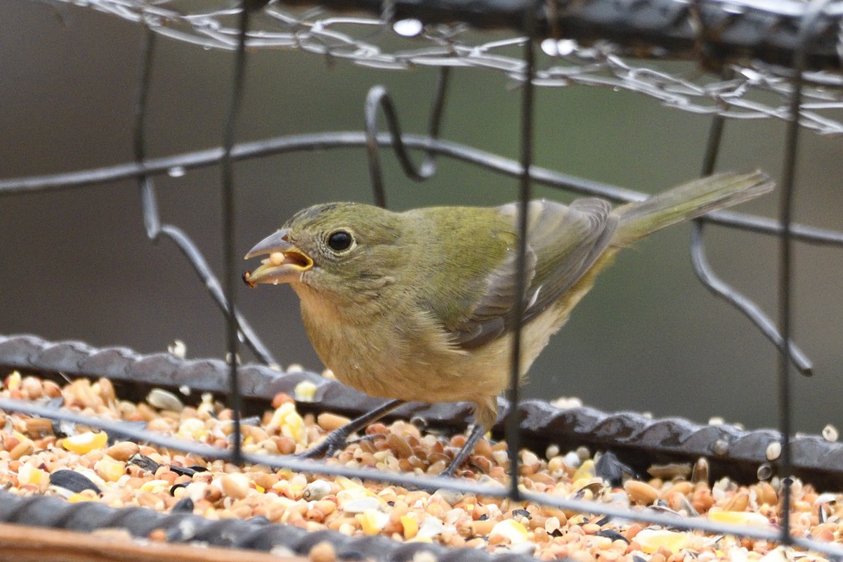 Painted Bunting - ML642744687