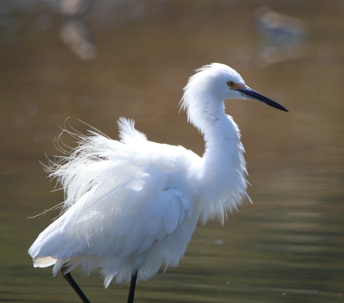 Snowy Egret - ML642744691