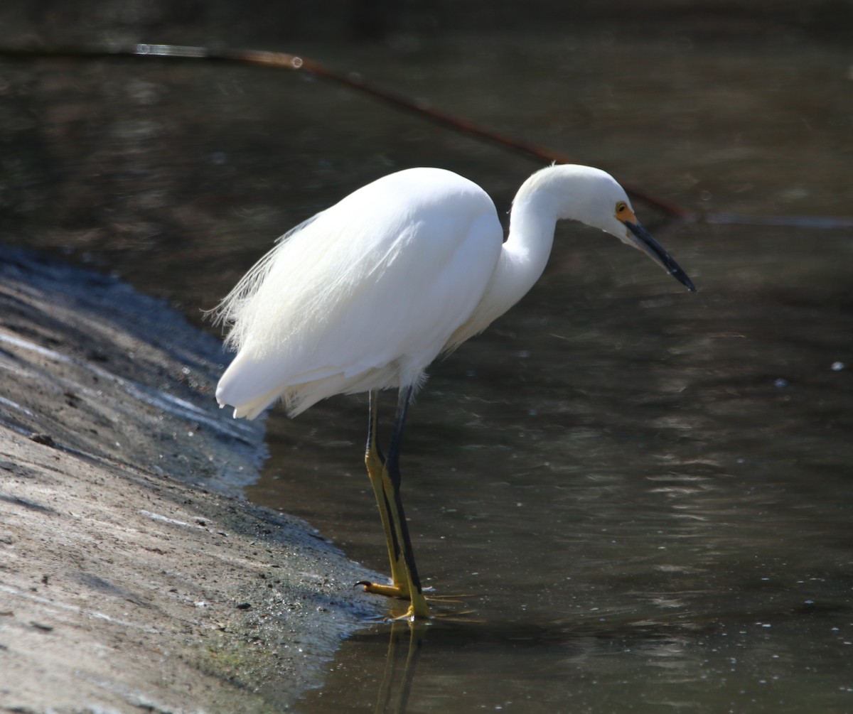 Snowy Egret - ML642744692