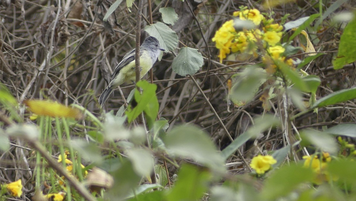 Sooty-crowned Flycatcher - ML642744693