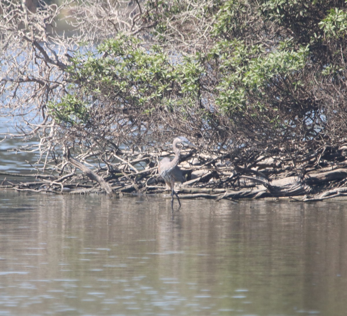 Great Blue Heron - ML642744697