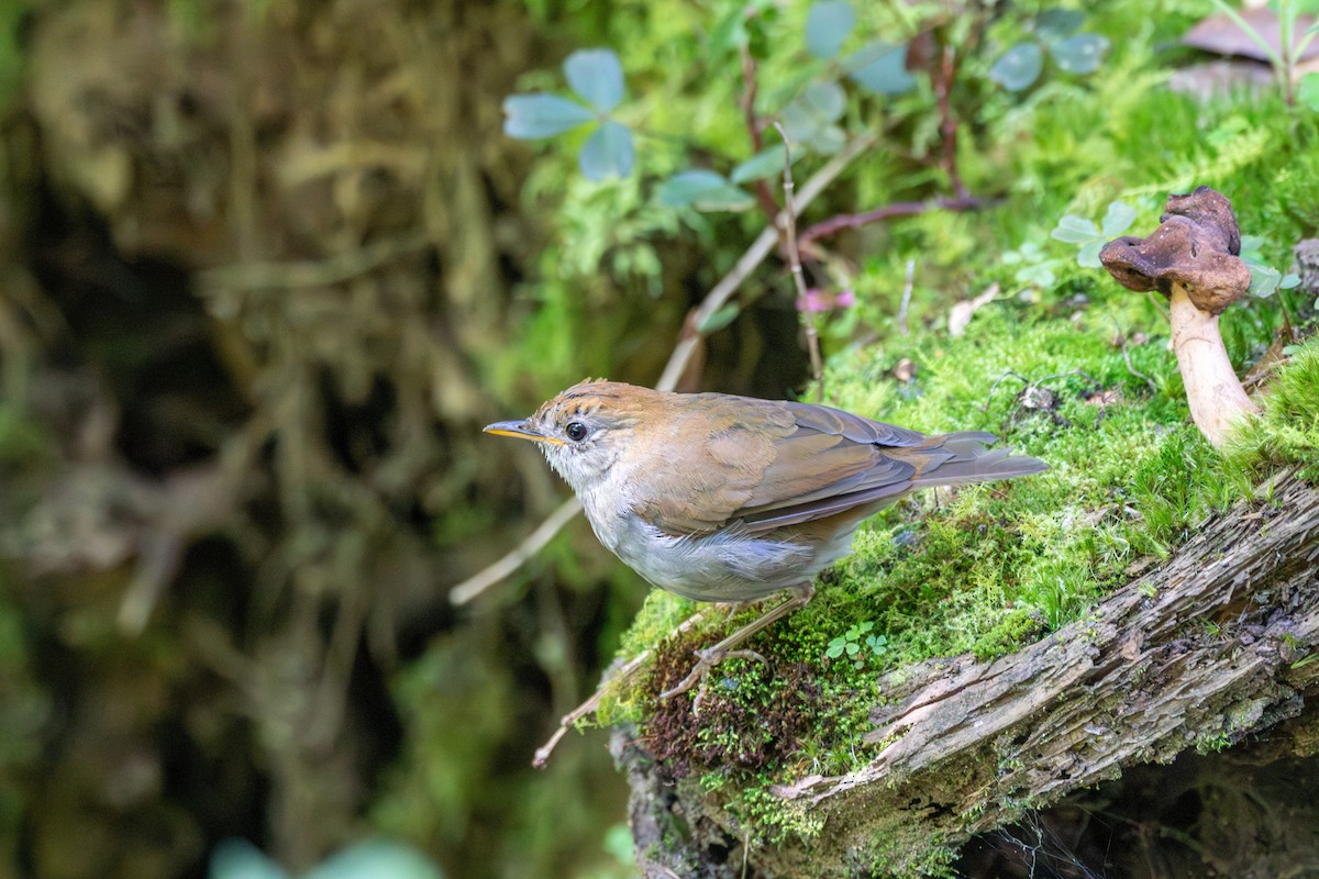 Ruddy-capped Nightingale-Thrush - ML642744699