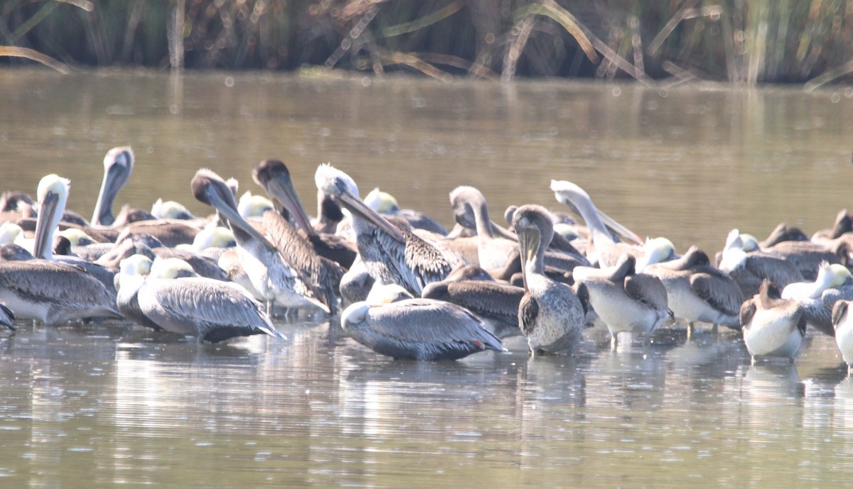 Brown Pelican - ML642744703