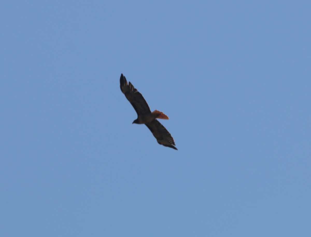 Red-tailed Hawk - ML642744712