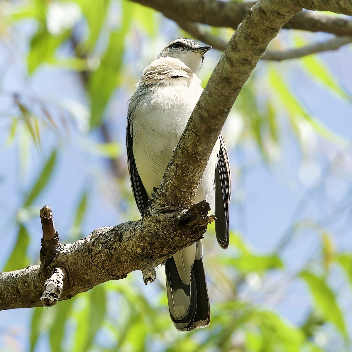 White-shouldered Triller - ML642744724