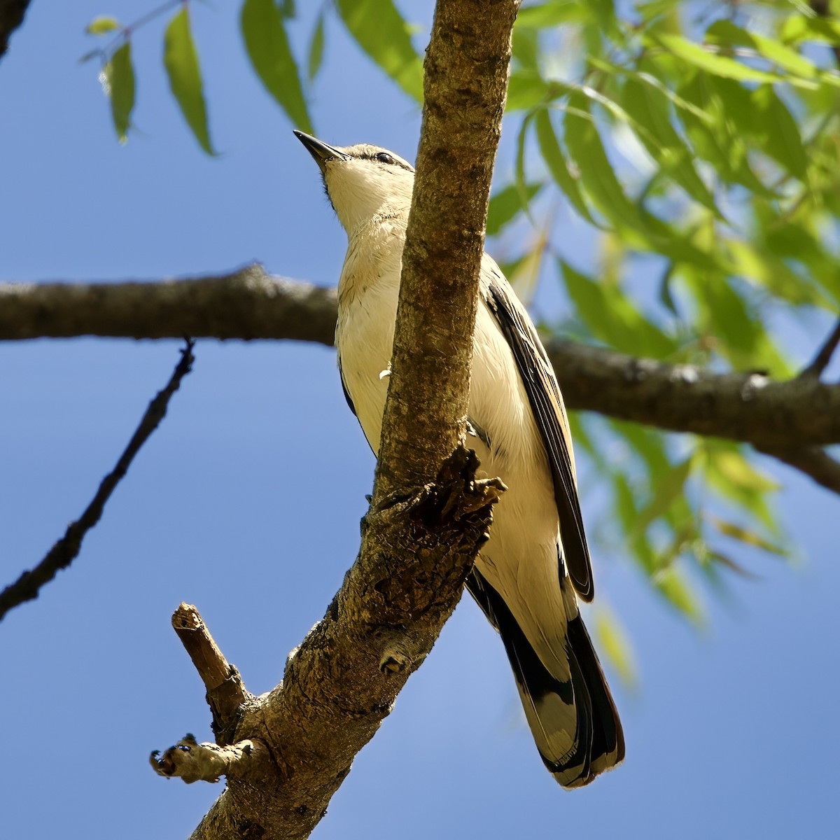 White-shouldered Triller - ML642744725