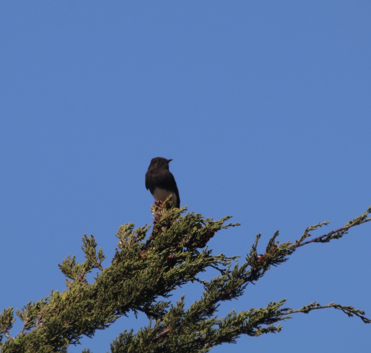 Black Phoebe - ML642744726