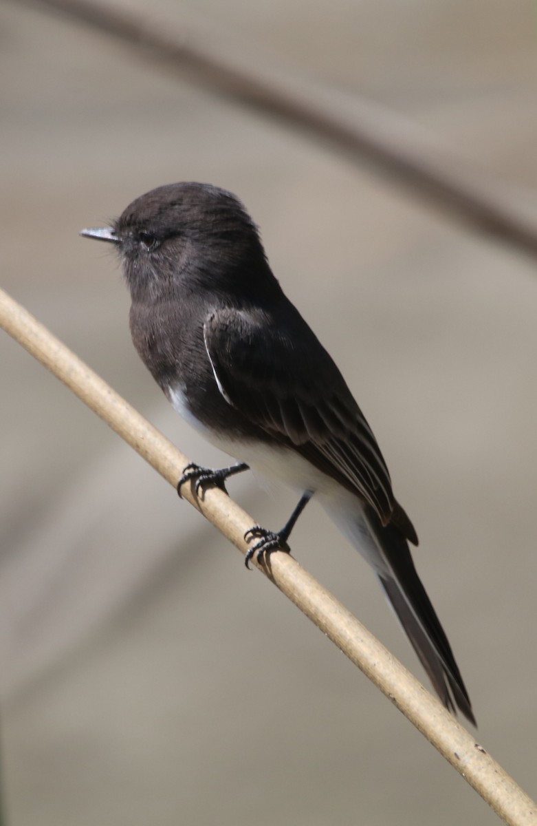 Black Phoebe - ML642744728