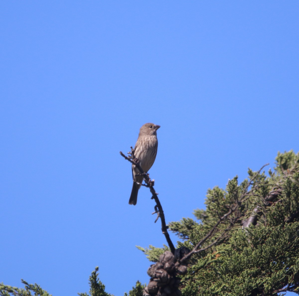 House Finch - ML642744739
