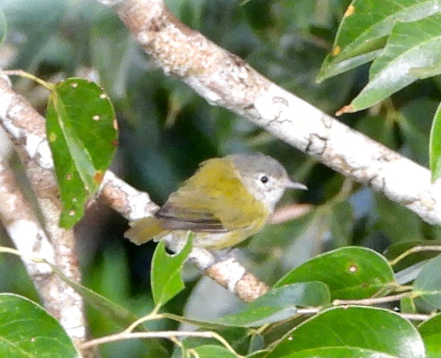 Lesser Greenlet - ML642744740