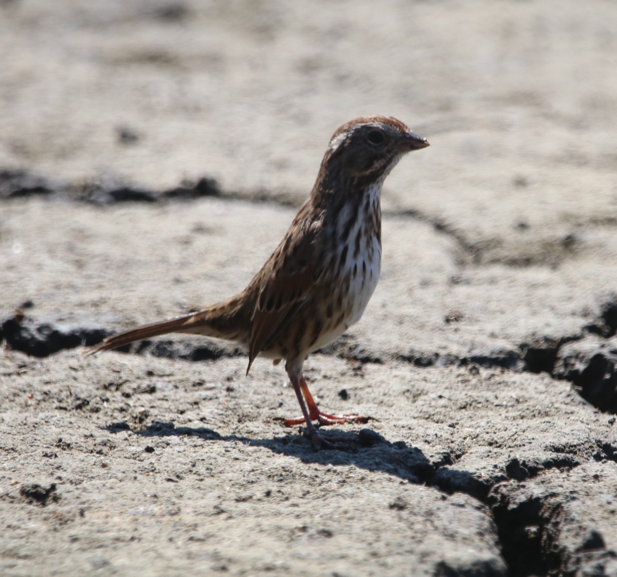 Song Sparrow - ML642744745