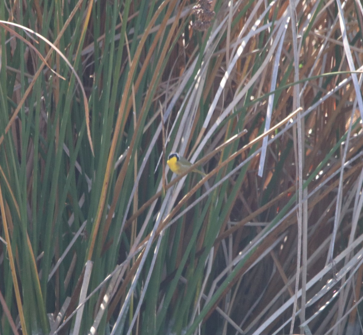 Common Yellowthroat - ML642744749