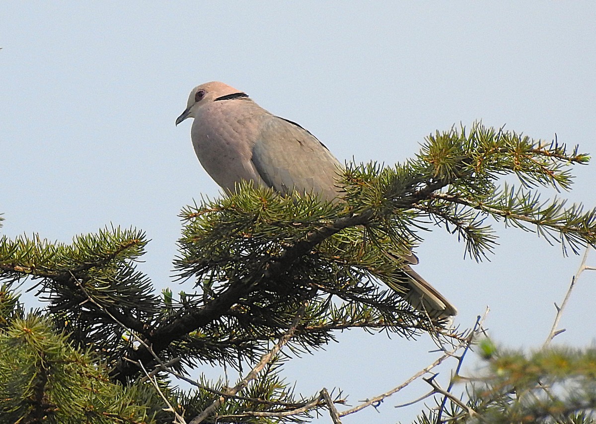 Red-eyed Dove - ML642744755