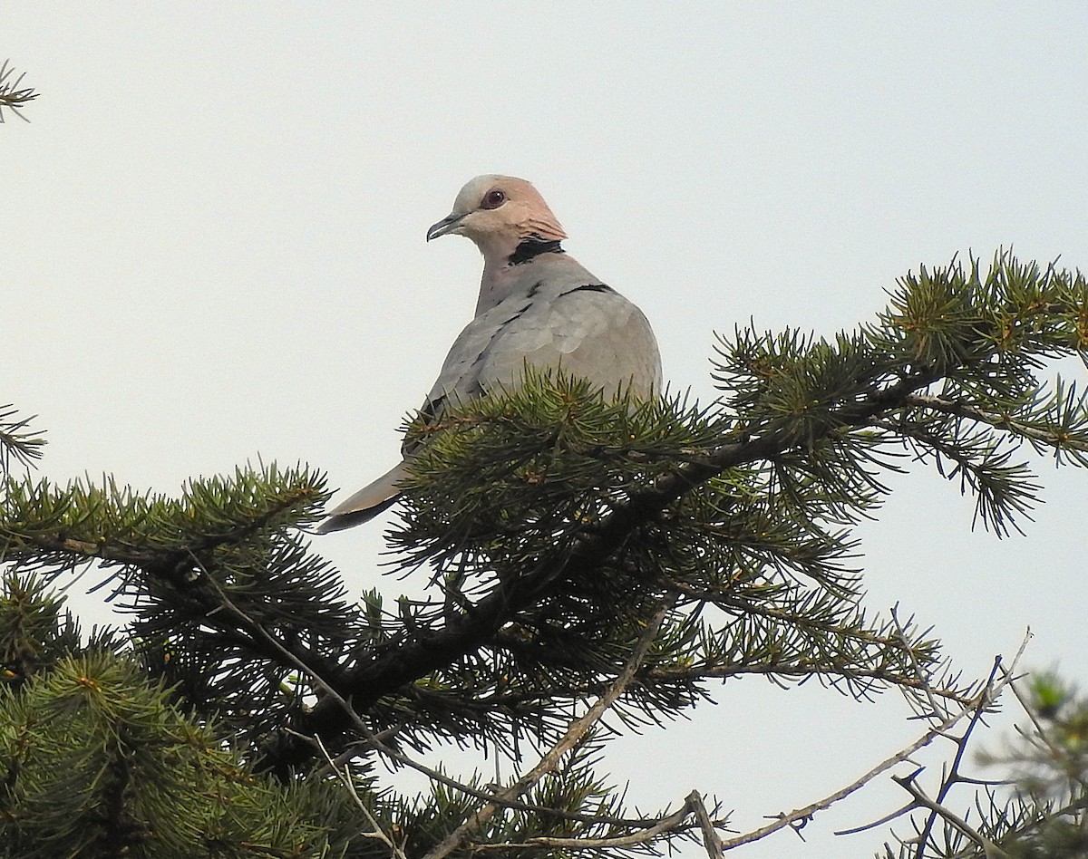 Red-eyed Dove - ML642744756