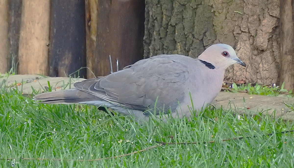 Red-eyed Dove - ML642744757