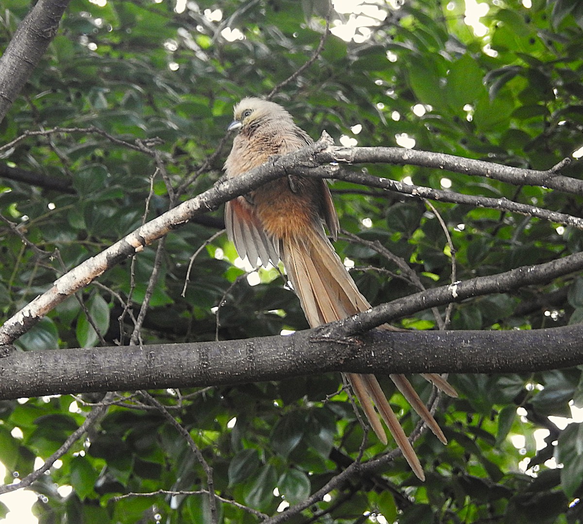Speckled Mousebird - ML642744774