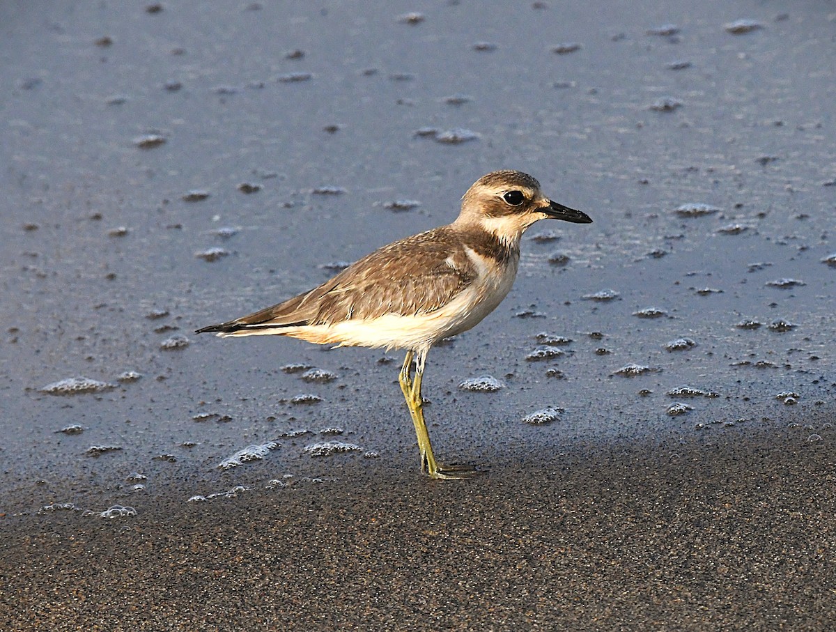Greater Sand-Plover - ML642744775